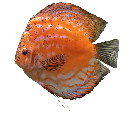 small spotted bright orange fish isolated on white background