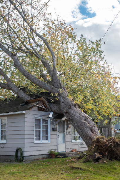 Everett WA USA - 11-05-2022: Wind Storm Damage Tree Blown Over Onto Neighborhood Home