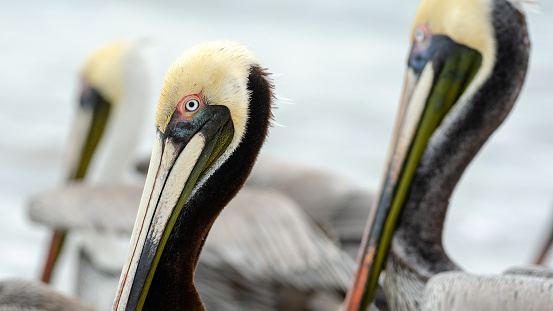 Australian Pelican on exposed sea grass, Tomaga River, NSW, March 2022