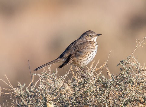 A Sage Thrasher photographed as it was catching its breath between songs in the Arizona scrub.