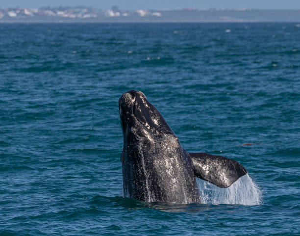 Southern Right whale Southern Right whale: Eubalaena australis hermanus stock pictures, royalty-free photos & images