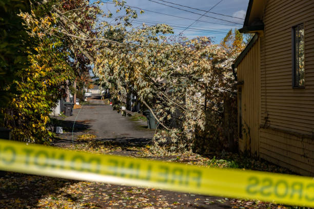 istock Wind Storm Fallen Treee Branches and Power Lines in Everett WA neighborhood 1441225174