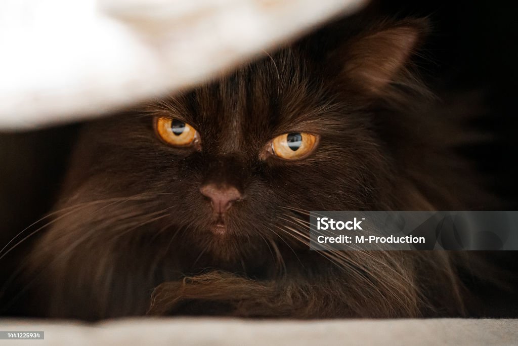 Scottish straight cat hiding in the closet. Animal Stock Photo