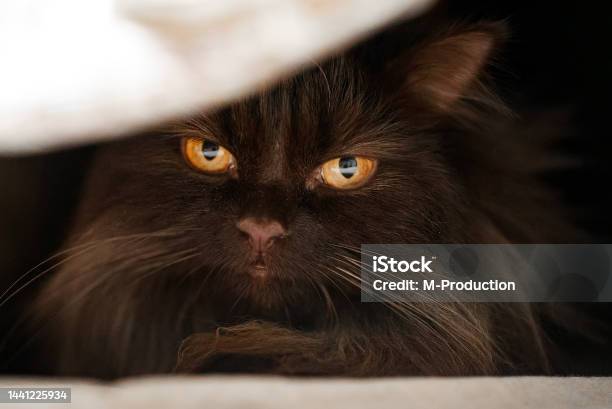 Scottish Straight Cat Hiding In The Closet Stock Photo - Download Image Now - Animal, Closet, Color Image