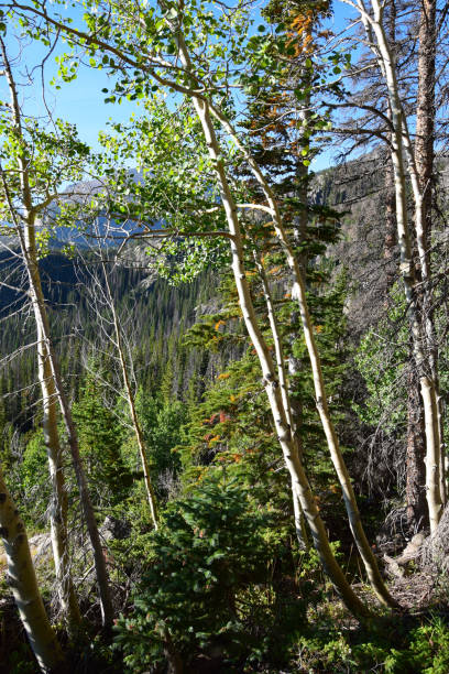 山の中の明るく照らされた白いアスペンの木 - vertical bright brightly lit vibrant color ストックフォトと画像