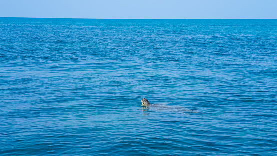 Loggerhead sea turtle on the surface of the water, Caretta caretta in Mediterranean Sea, Side, Turkey.