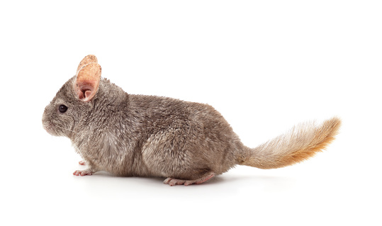 One brown chinchilla isolated on white background.