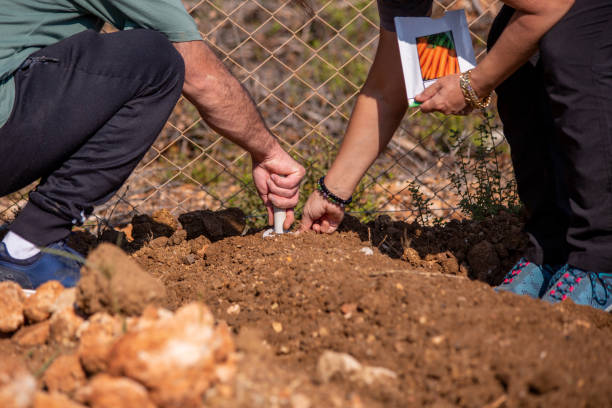 istock People planting seeds in their garden 1441229164