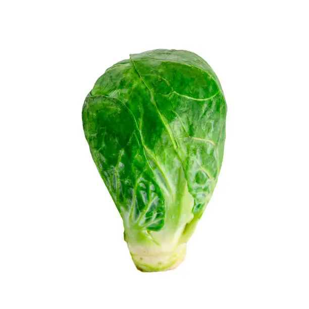 A single uncooked trimmed Brussels sprout without a solid background