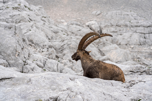 One mature male Alpine ibex (Capra ibex) climbing up the mountain in Kriski podi, Triglav national park