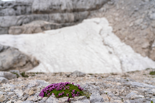 Pink alpine flower - Silene a cuscinetto or Kalk-Polsternelke and edelweiss (stella alpina), Triglav national park, Julian Alps