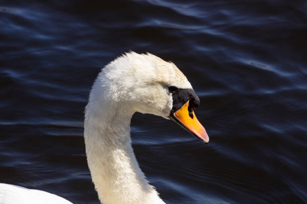 Cygnus olor, commonly known as a Mute Swan at the Newport Wetlands National Nature Reserve in Wales, UK stock photo
