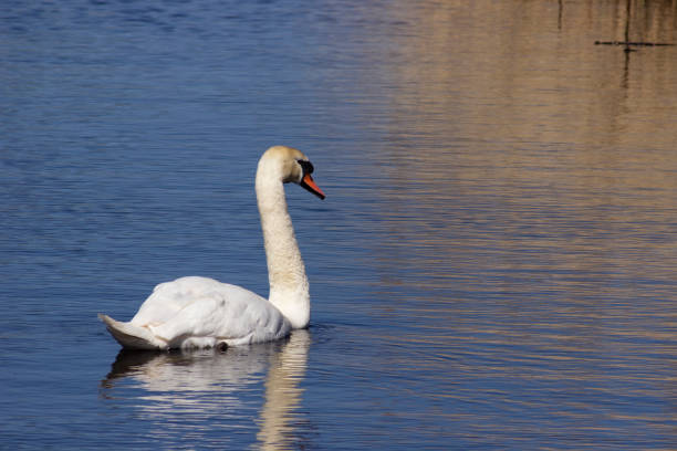 cygnus olor, comumente conhecido como um cisne mudo na reserva natural nacional de newport wetlands, no país de gales, reino unido - river usk - fotografias e filmes do acervo