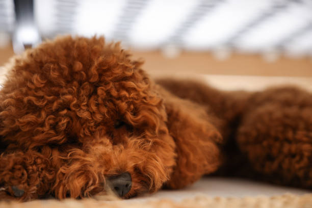 istock Miniature red poodle puppy under the bed 1441231500