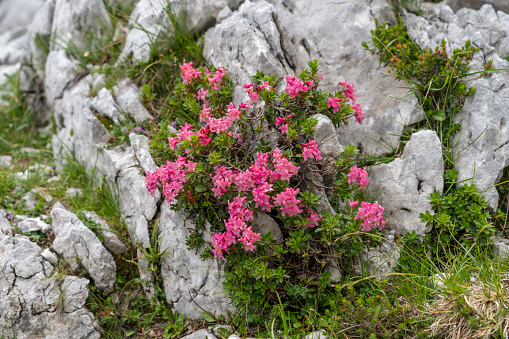 Blooming Rhododendron hirsutum in rock, Triglav national park.