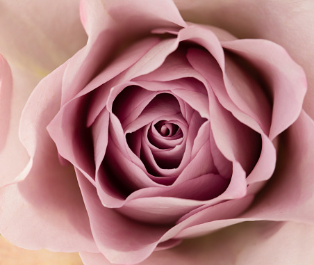 Close up pink rose.