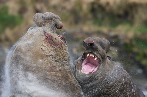 Elephant seals fighting with eachother.