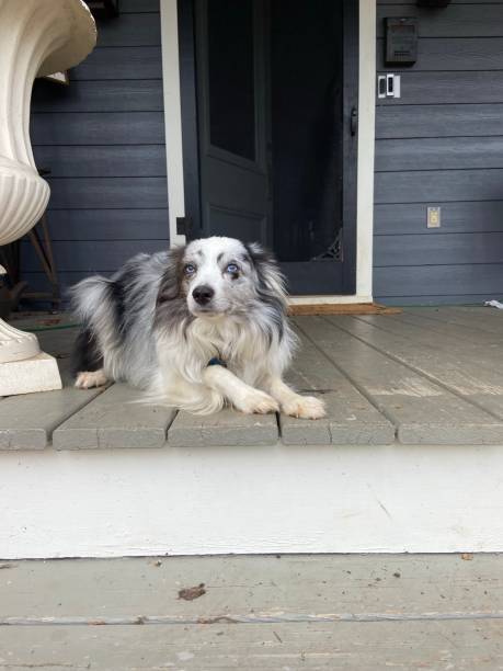 istock Happy dog on a porch 1441235375