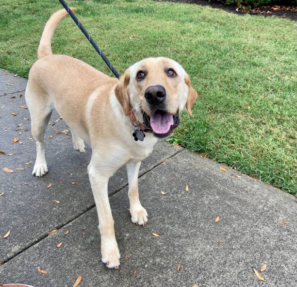 istock Happy Labrador Retriever on a walk 1441236218