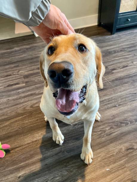 istock Happy Labrador Retriever sitting and getting pet on the head 1441236279