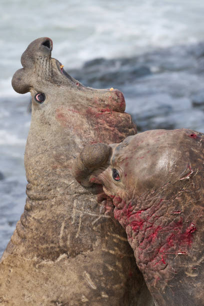 istock Battle of the giants 1441236619