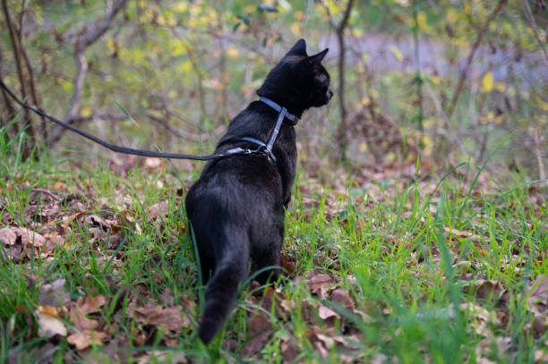 istock A curious black cat on a leash discovers nature 1441236880