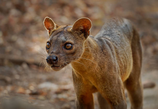 Fossa - Cryptoprocta ferox long-tailed mammal endemic to Madagascar, family Eupleridae, related to the Malagasy civet, the largest mammalian carnivore and top or apex predator on Madagascar. Portrait stock photo
