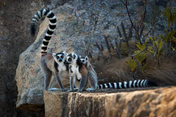 Photo of Ring-tailed Lemur - Lemur catta large strepsirrhine primate with long, black and white ringed tail, endemic to Madagascar, known locally in Malagasy as maky or hira. Family on the rock