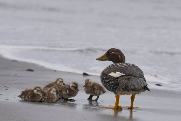 istock Falkland Steamer Duck and brood 1441237339