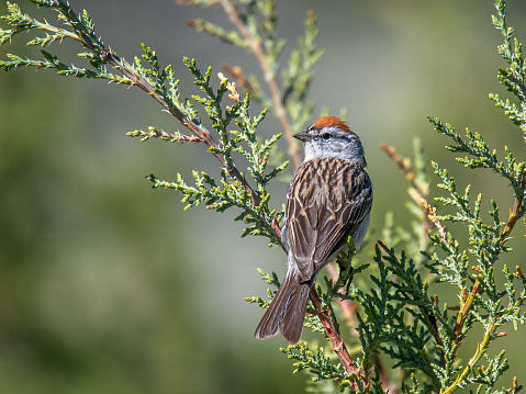 A rusty capped Chipping Sparrow, Spizella passerina, perches nicely on the top of a juniper tree in the Colorado foothills.
