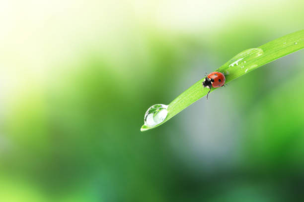 istock Tiny ladybug and water drop on green leaf against blurred background, closeup 1441238370