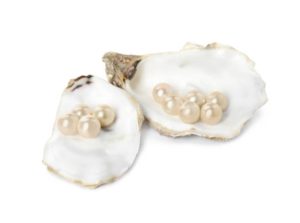 istock Oyster shells with pearls on white background 1441238391