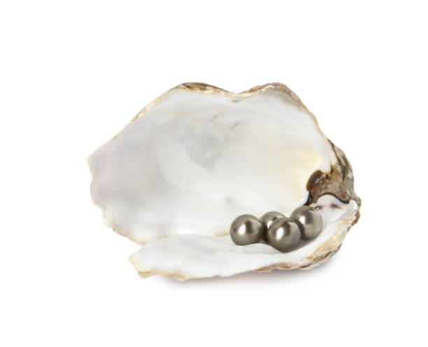 istock Open oyster shell with black pearls on white background 1441238393