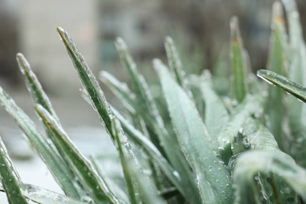 Grass in ice glaze outdoors on winter day, closeup