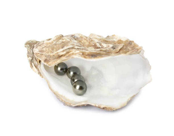 istock Open oyster shell with black pearls on white background 1441238471