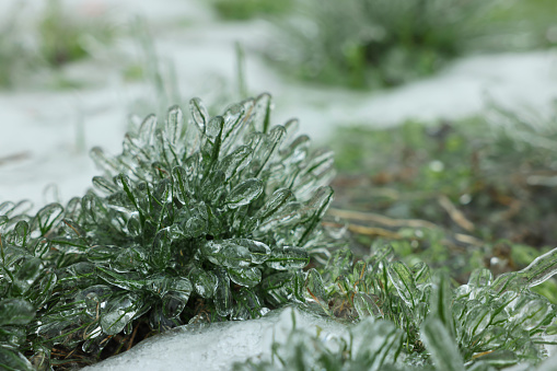 Grass in ice glaze outdoors on winter day, closeup