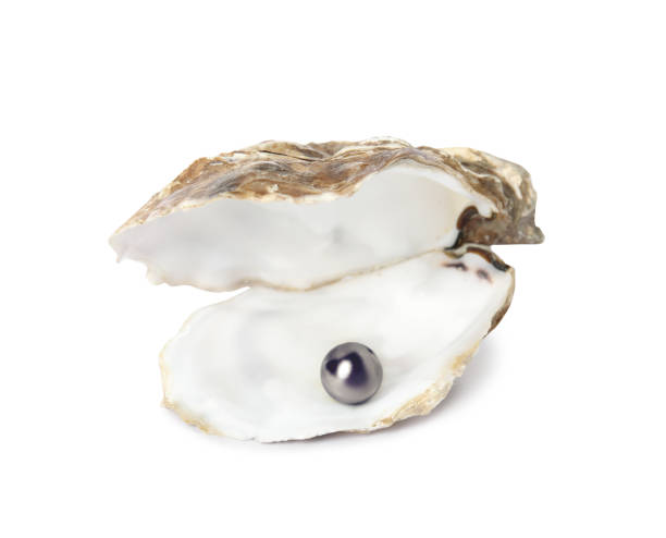 istock Open oyster shell with black pearl on white background 1441238610