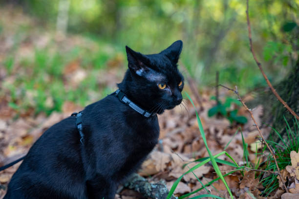istock Black cat sits in the autumn forest 1441238734