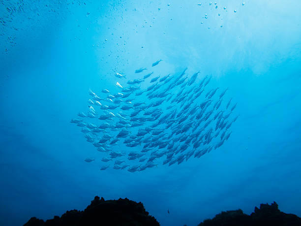 istock School of silver fish above coral reef 144123884