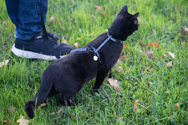 istock Black cat runs on meadow with owner 1441239222