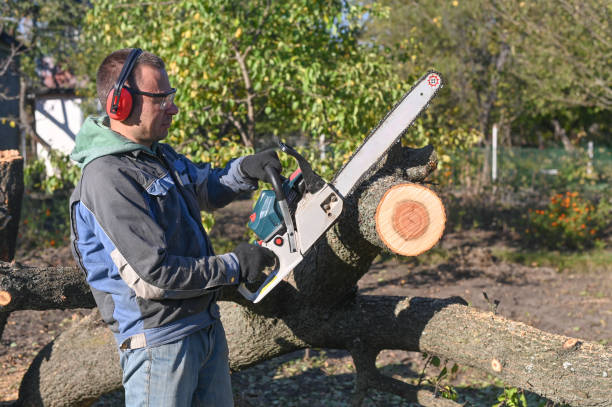 istock A man is concentrating on sawing a tree with a chainsaw. 1441240000