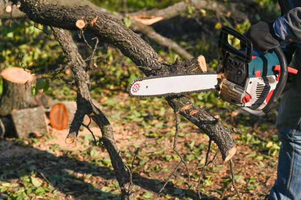 istock A chainsaw in close-up saws a tree. Sawdust is flying. 1441240435