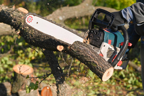 istock a logger saws a tree. blue chain saw in motion, sawdust flying 1441240441