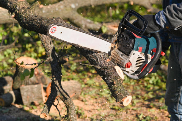 istock Working with a chainsaw close-up. sawing wood. 1441240460