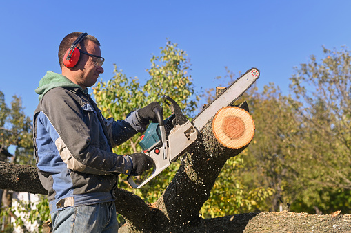 A man is concentrating on sawing a tree with a chainsaw.