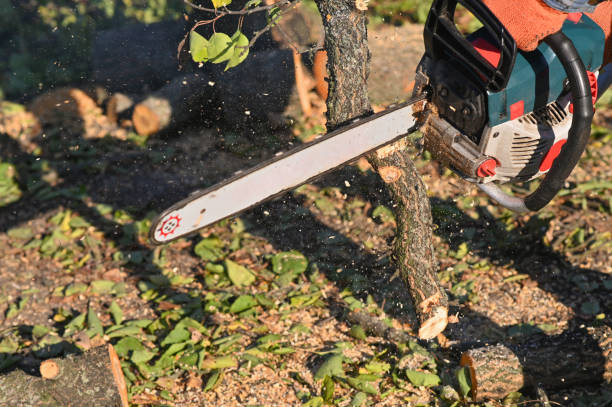 istock The chainsaw is in operation. Sawing off a tree branch. Sawdust is flying. Chainsaw blade cutting wood. 1441240483