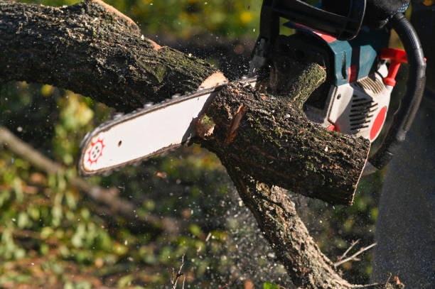 istock sawing wood with a chainsaw. sawdust is flying 1441240487