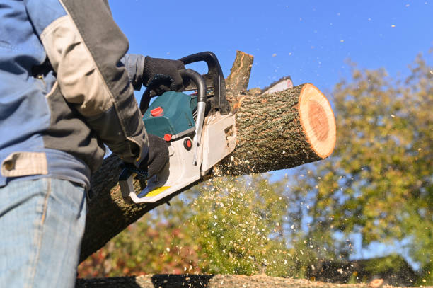 istock A chainsaw in close-up saws wood. Sawdust flying 1441240506