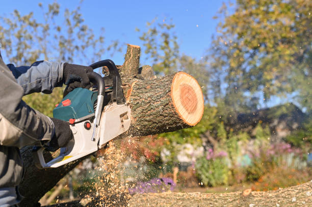istock A professional chainsaw saws wood. Flying sawdust. 1441240518