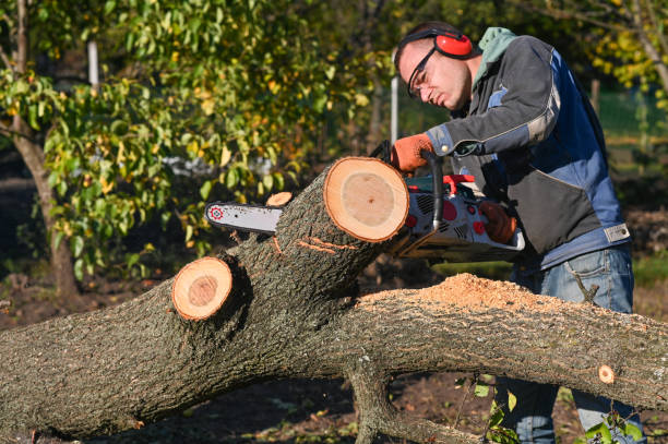 istock a man saws wood with a chainsaw. 1441240677